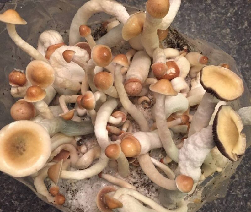 penis envy mushrooms